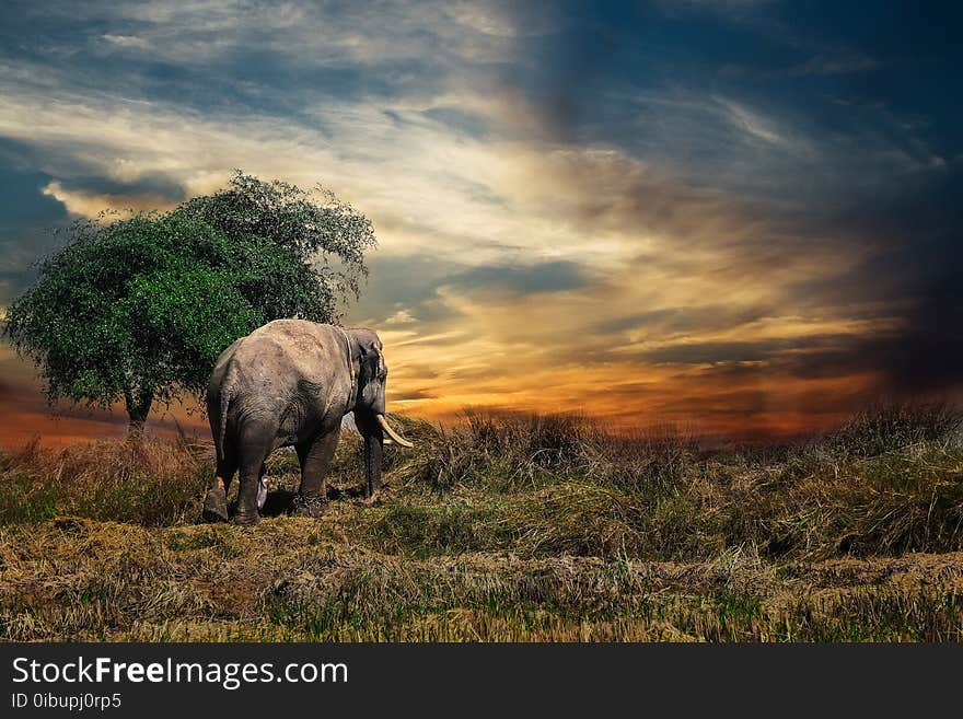 Wildlife, Grassland, Elephants And Mammoths, Savanna