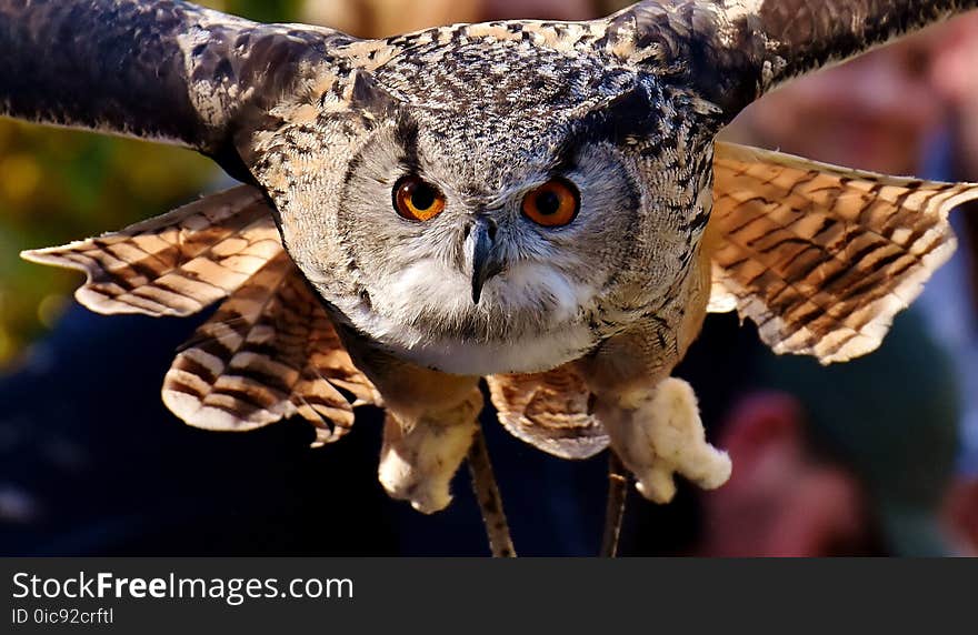 Owl, Bird, Bird Of Prey, Beak