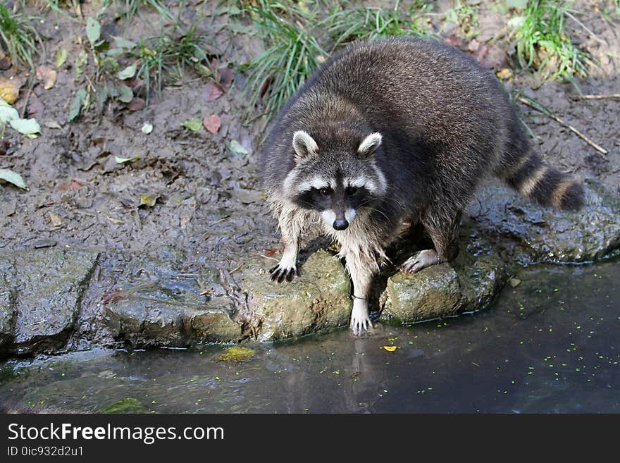 Raccoon, Procyonidae, Mammal, Fauna