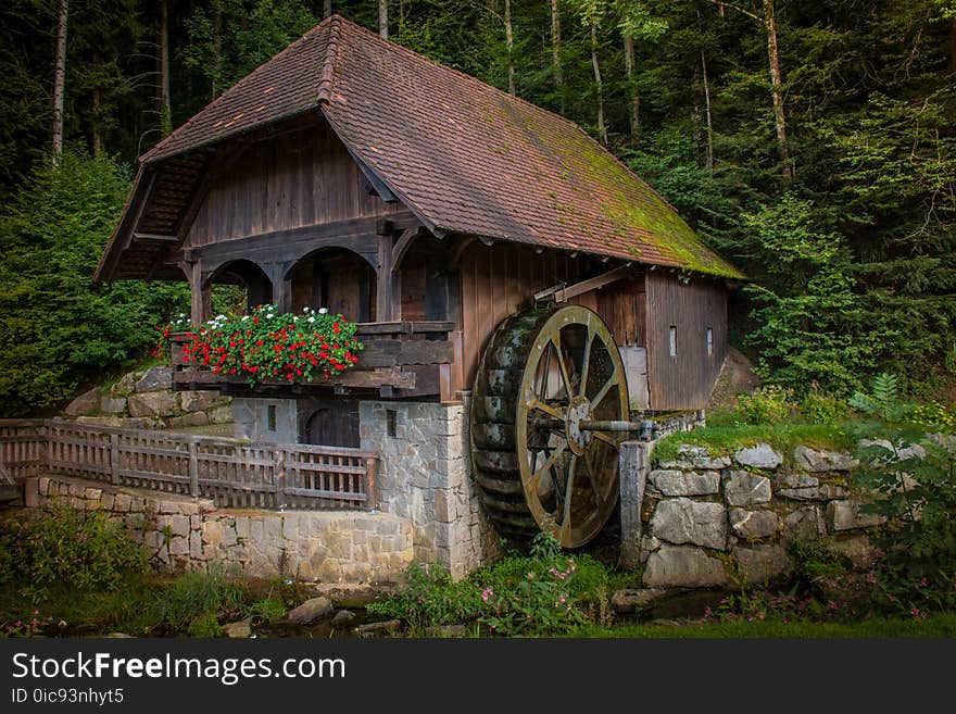 Tree, Cottage, Plant, House