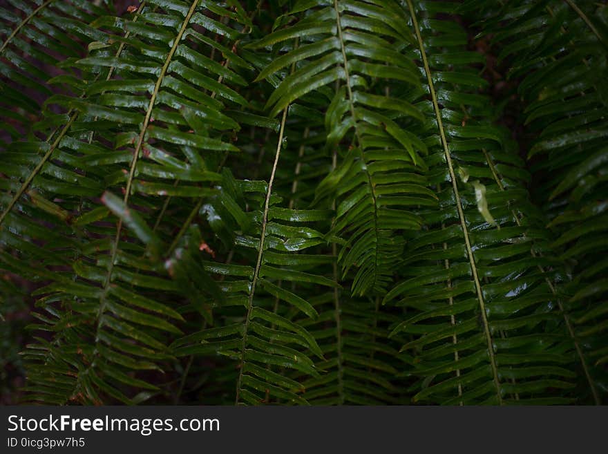 Botanical, Close-up, Colors, Environment