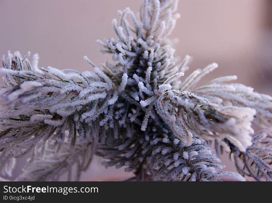 White Christmas Tree