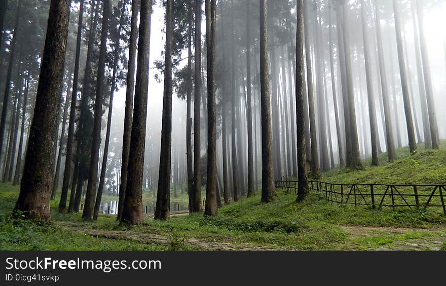 Foggy Forest Tall Trees and Green Grass Field High-saturated Photography