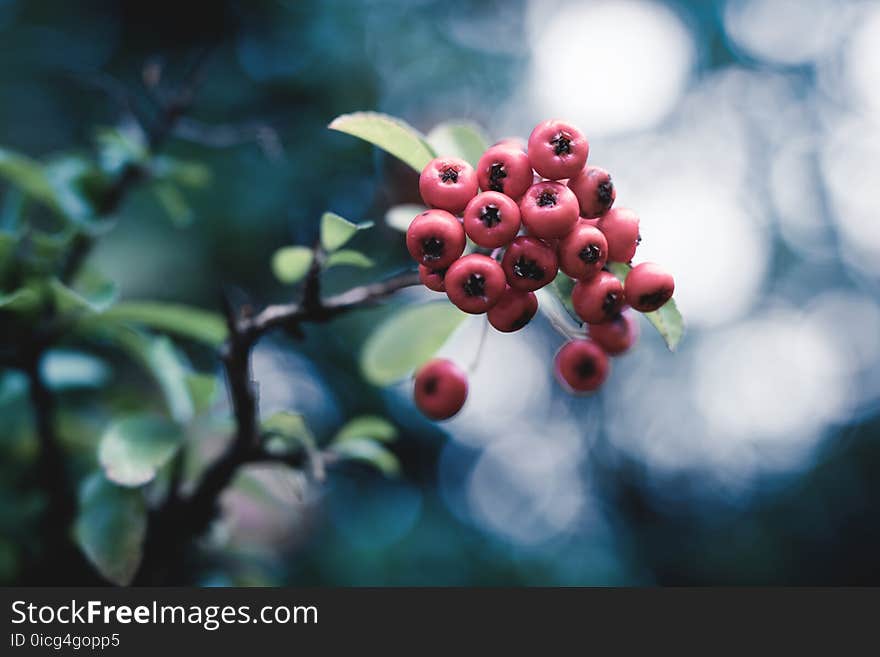 Selective Focus Photo of Red Flower