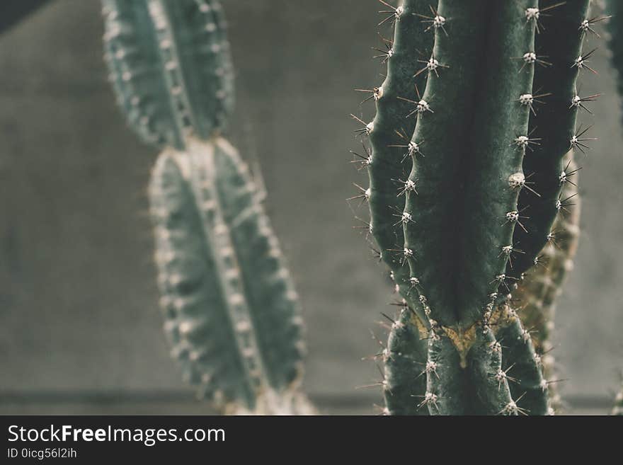 Botanical, Cactus, Close-up, Green