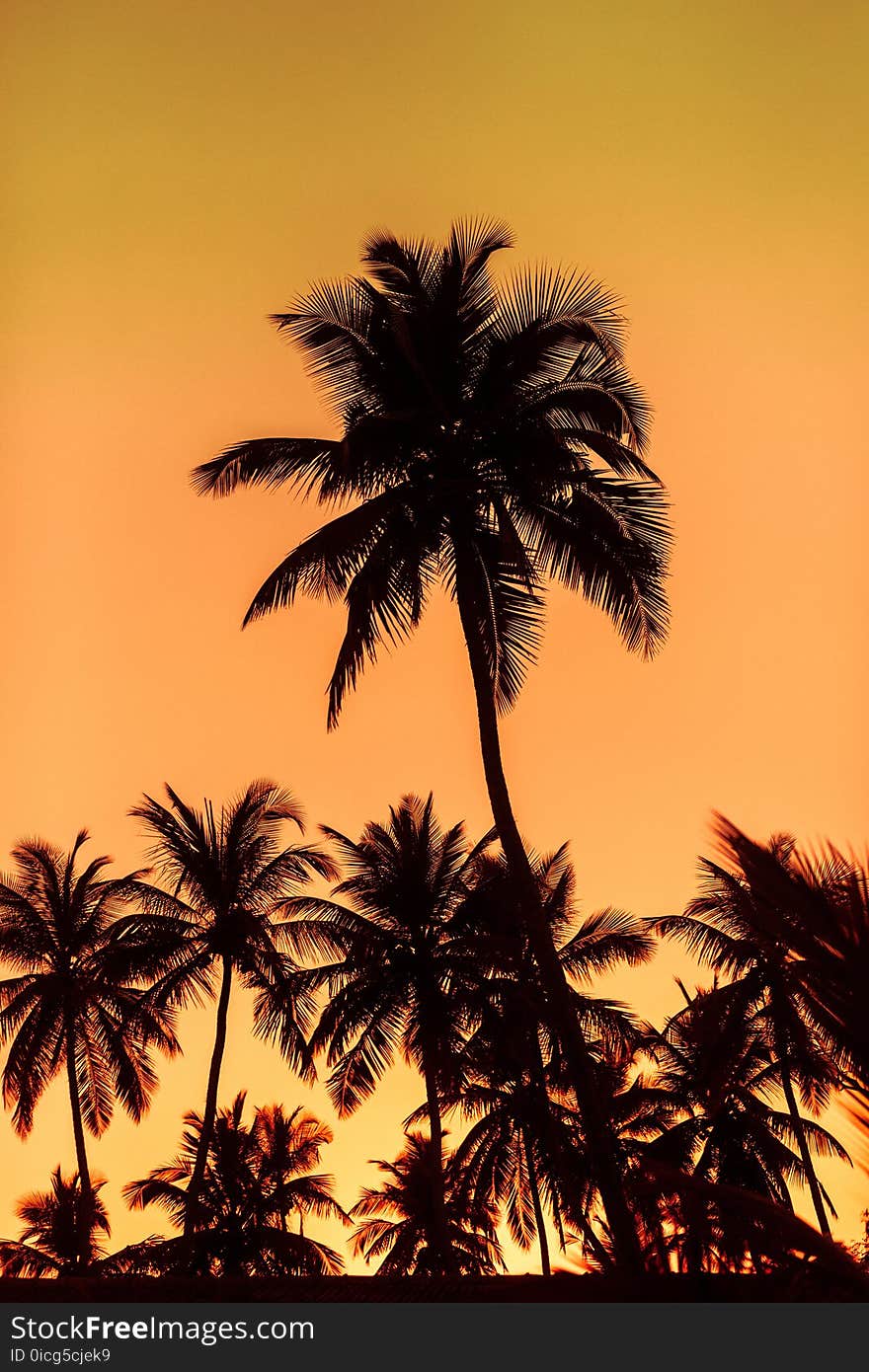 Sunset on the palms