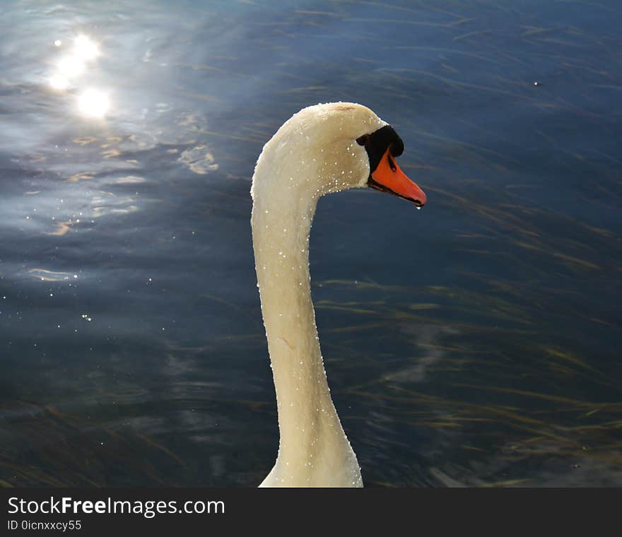 Isolated swan is swimming on the lake. Portrait