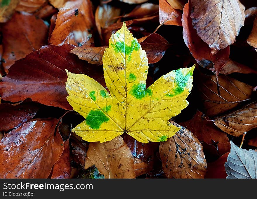 Leaf, Autumn, Flora, Deciduous