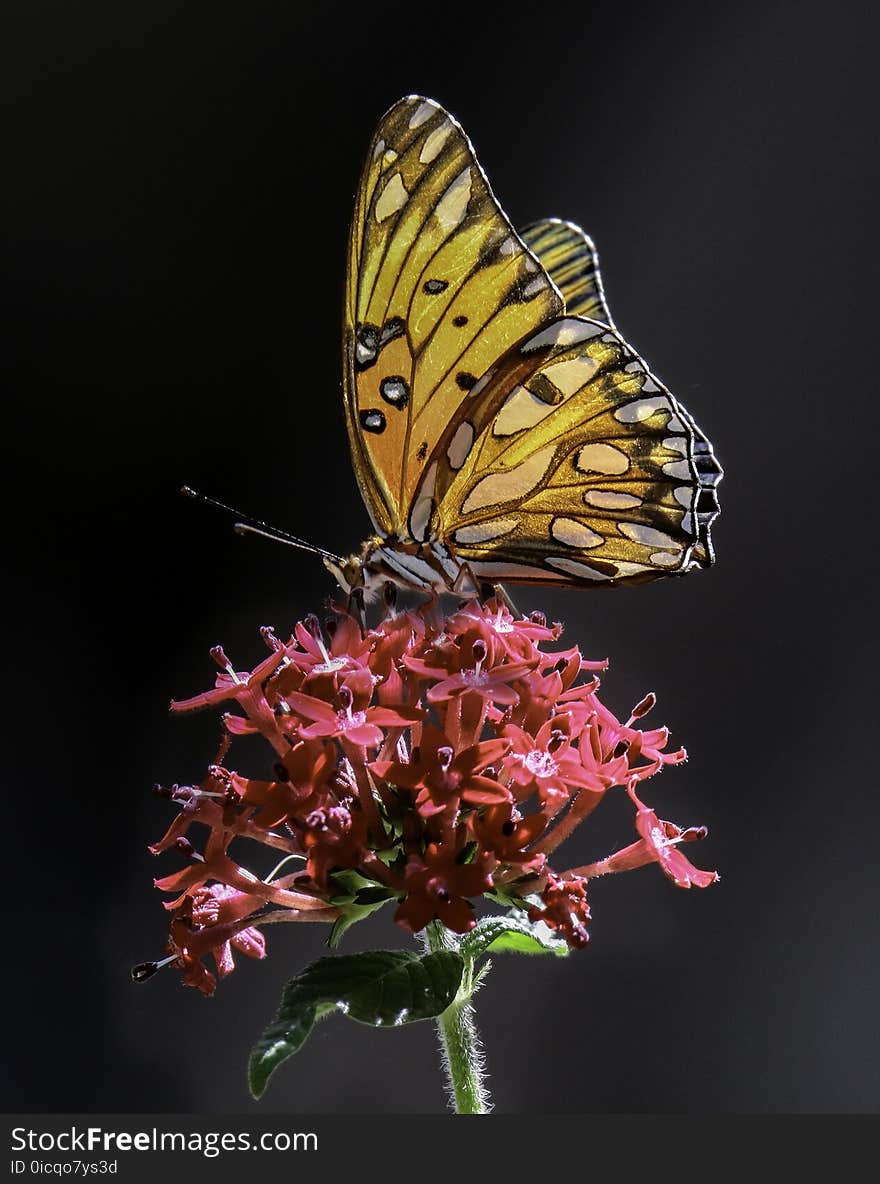 Fritillary Butteerflies on red flowers. Fritillary Butteerflies on red flowers