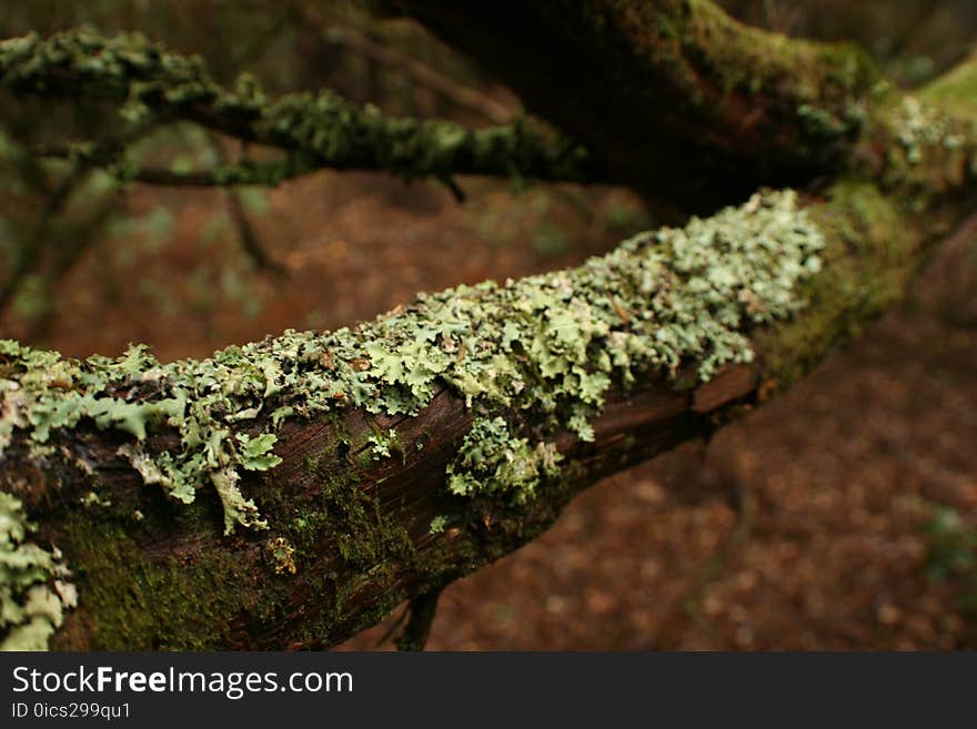 Green and dry moss stuck to the branch of a tree that is inside a lush forest with the ground full of dry leaves by the entrance of autumn