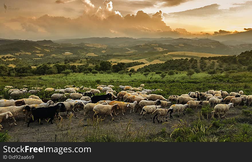 White and Black Goats