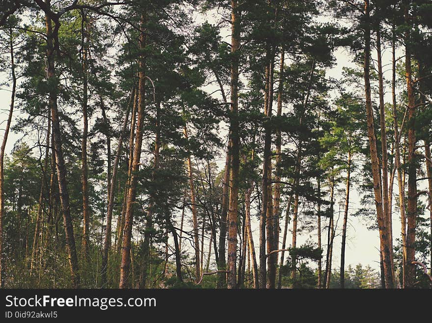 Brown-and-green Treess Timelapse Photo