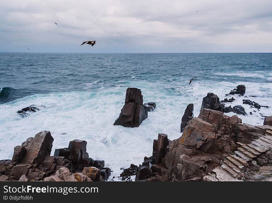 Avian, Beach, Birds, Clouds