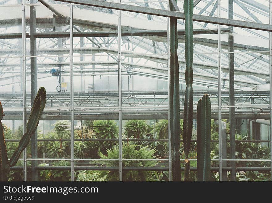 Botanical, Cactus, Exterior, Garden