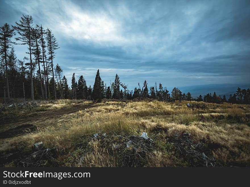 Cloudy, Conifer, Daylight, Environment