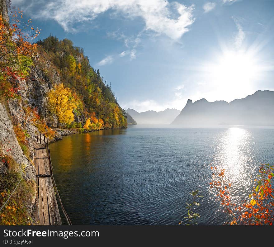 Green and Yellow Tree Near Body of Water