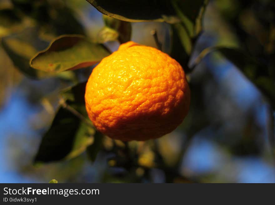 Orange mandarin on the tree. Ripe tangerine. sunny tangerine.