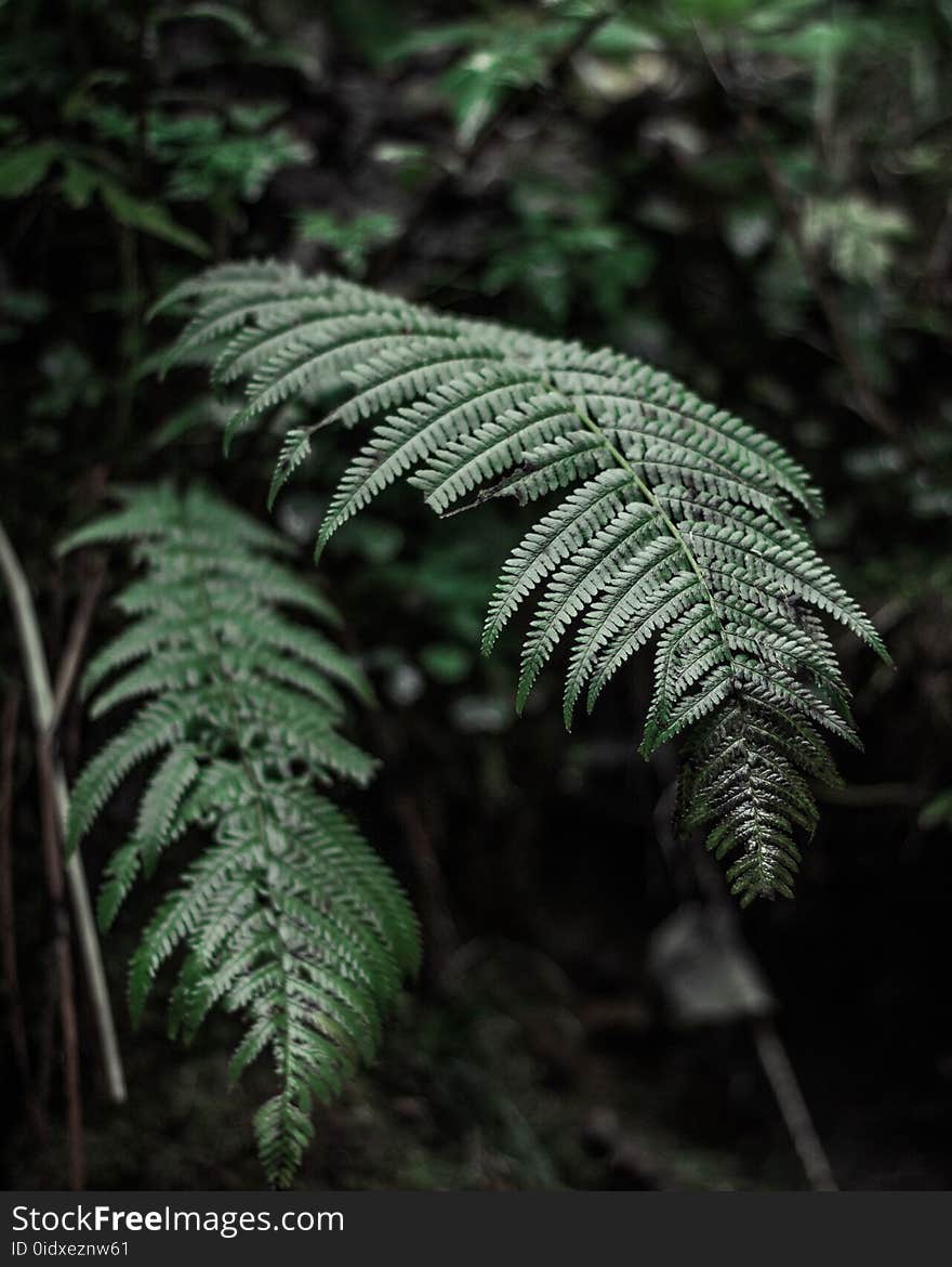 Green Fern Plant