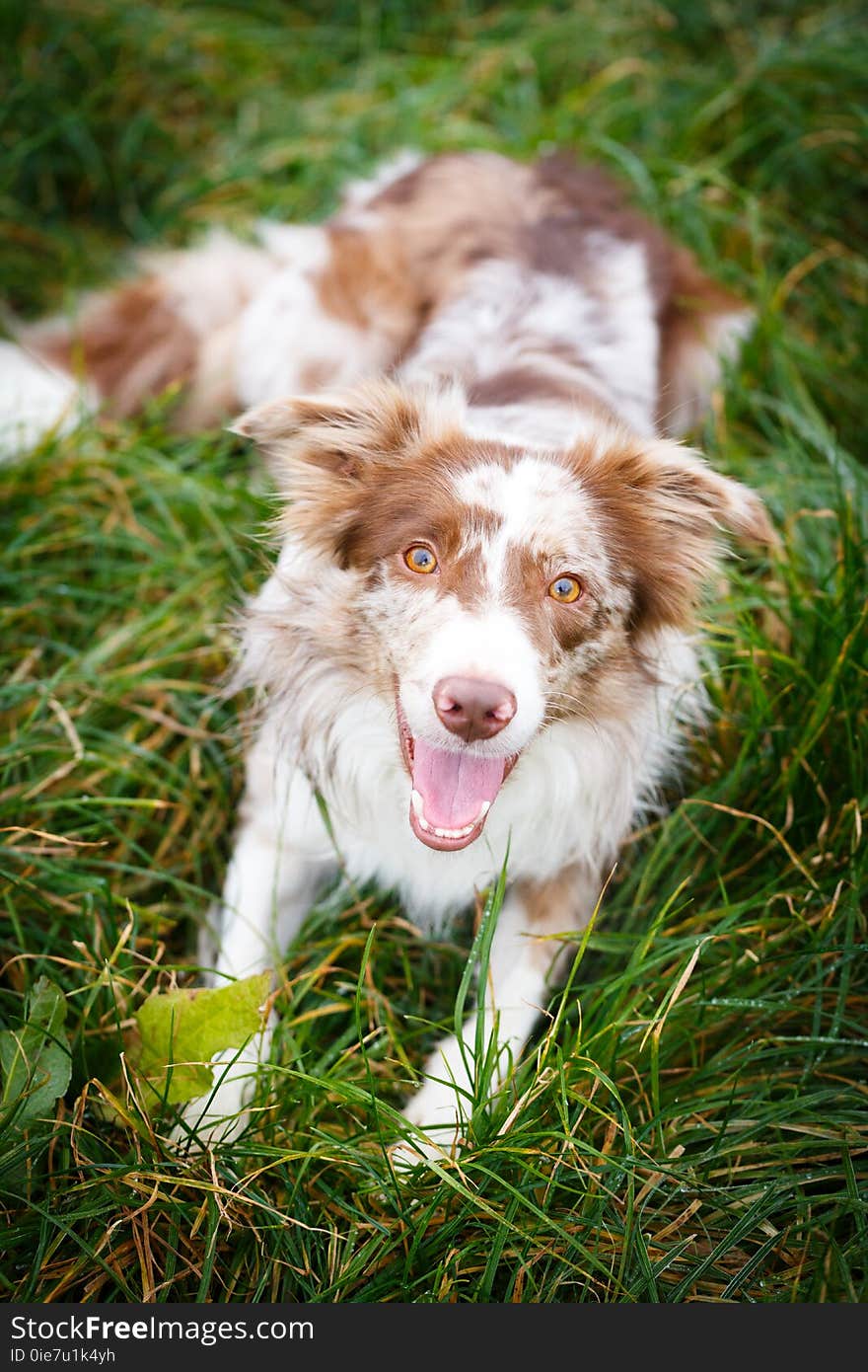 Border Collie in park. Border Collie in park