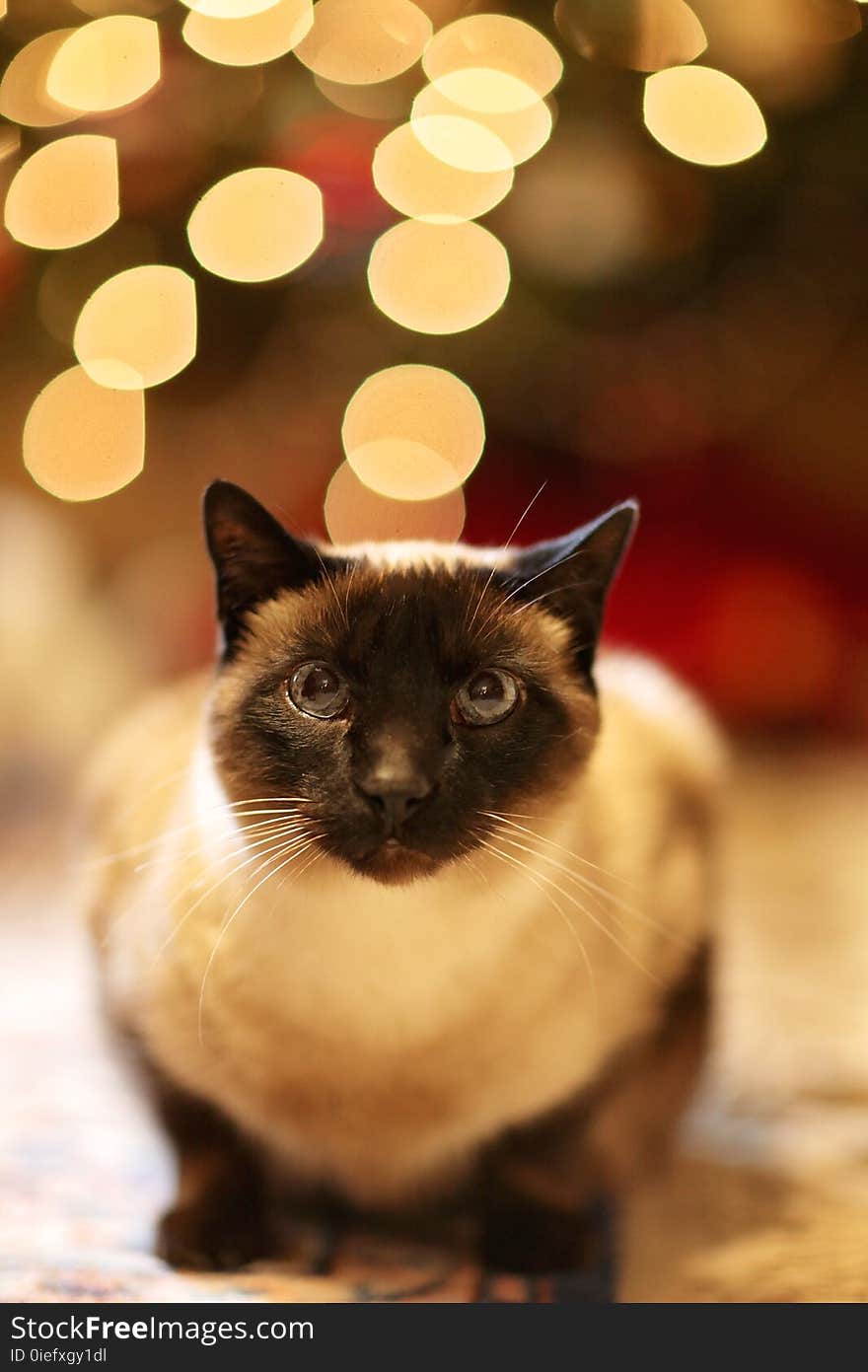 Animal, Blur, Cat, Christmas