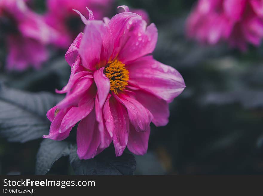 Selective Focus of Pink Petaled Flower