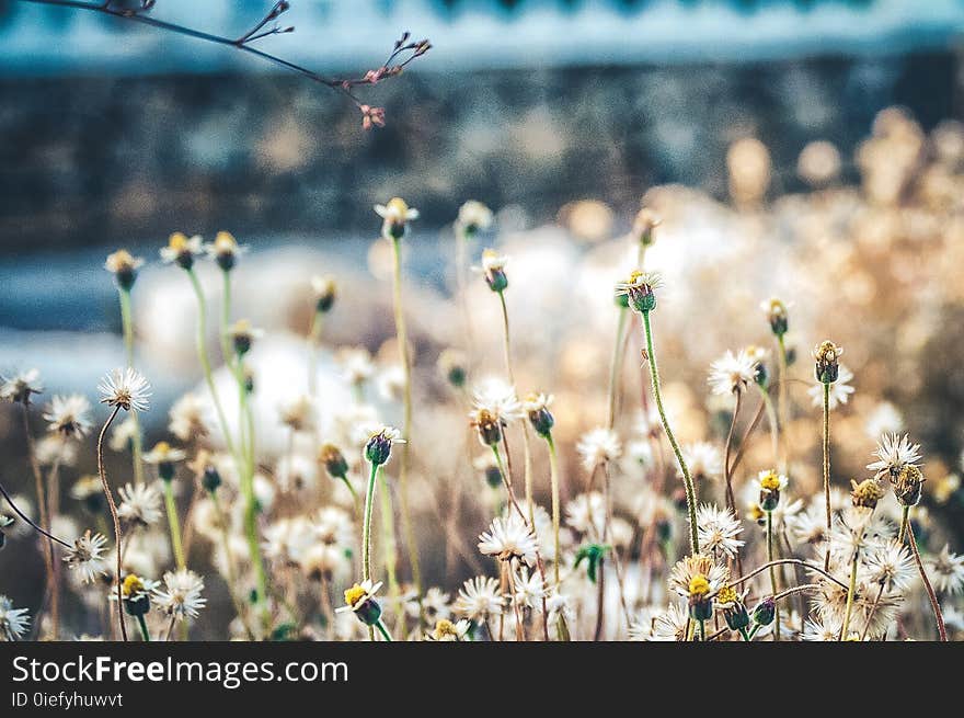 White Flowers