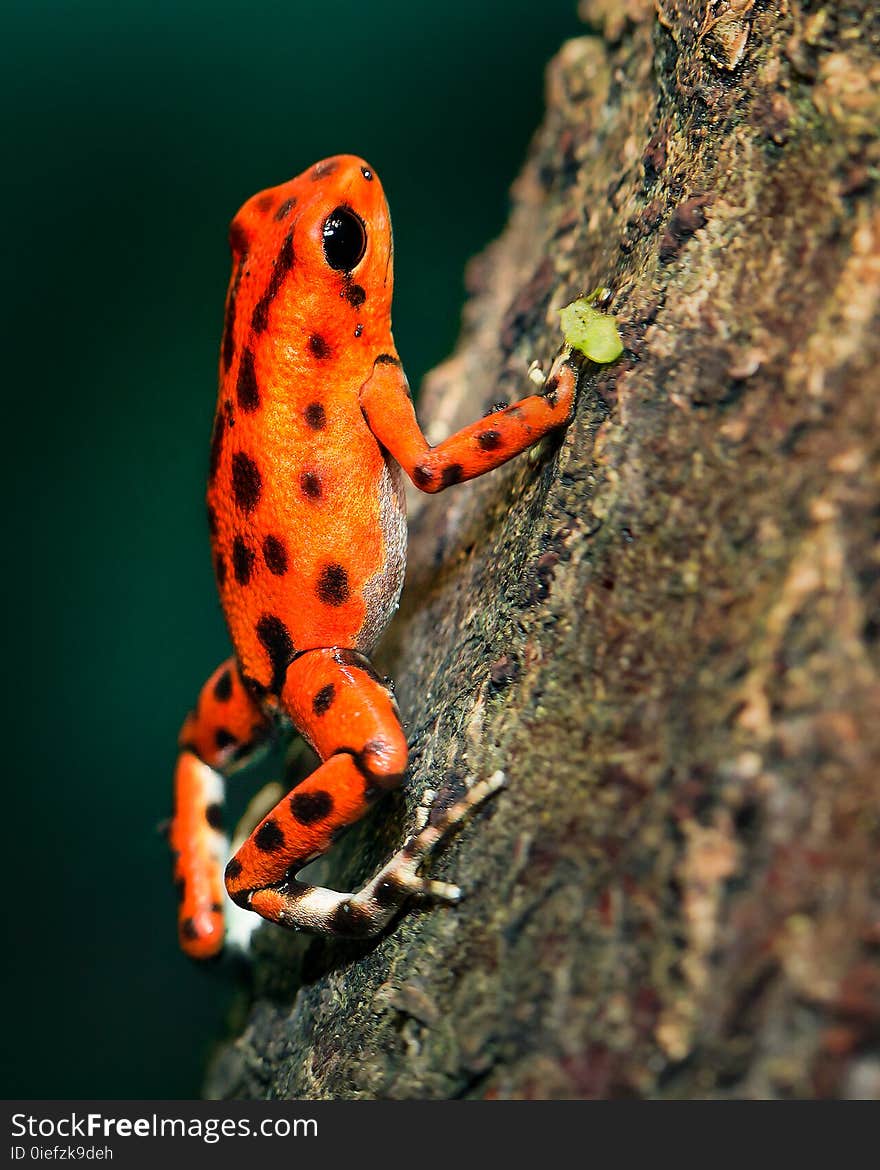 Orange and Black Poison Darth Frog