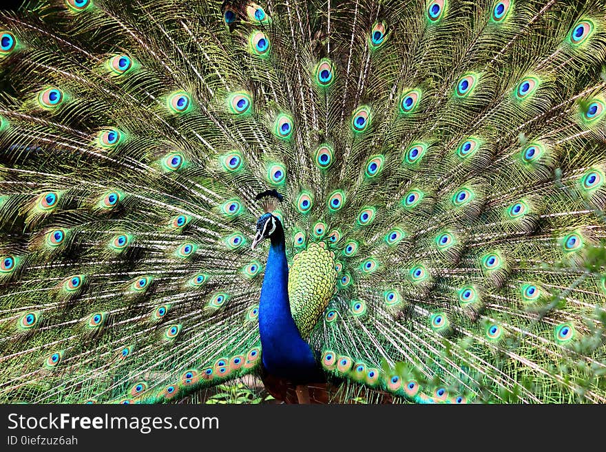 Blue and Green Peacock