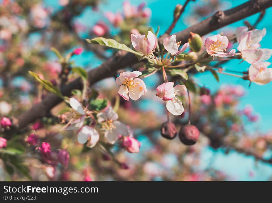 Selective Focus Photo of White and Pink Petaled Flowers