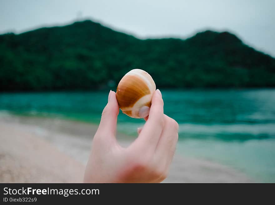 Beach, Blur, Cliff, Close-up