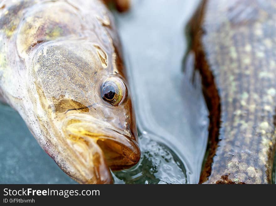 Fish lying with open mouth on the ice, near the tail of the other fish