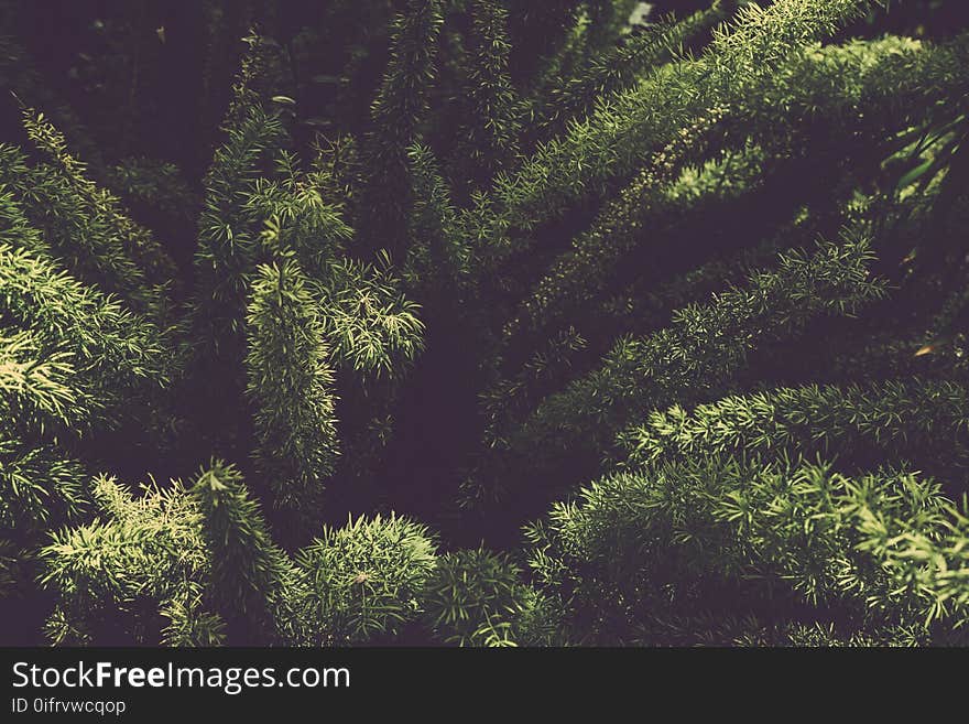 Blur, Botanical, Close-up, Conifer