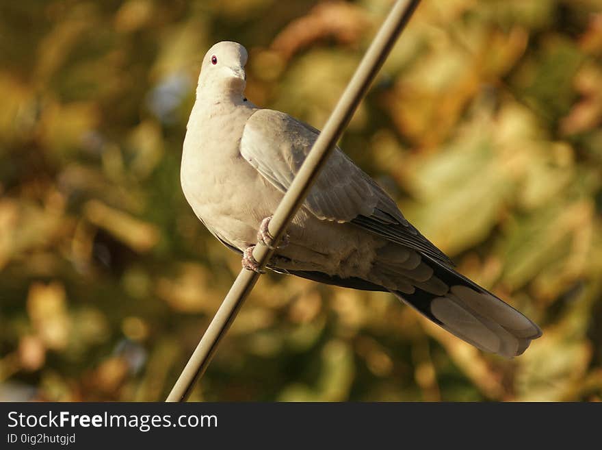 Turtledove in the tree