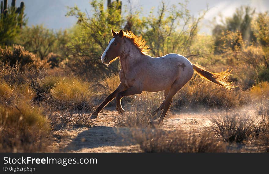 Wild Mustang Horse Running