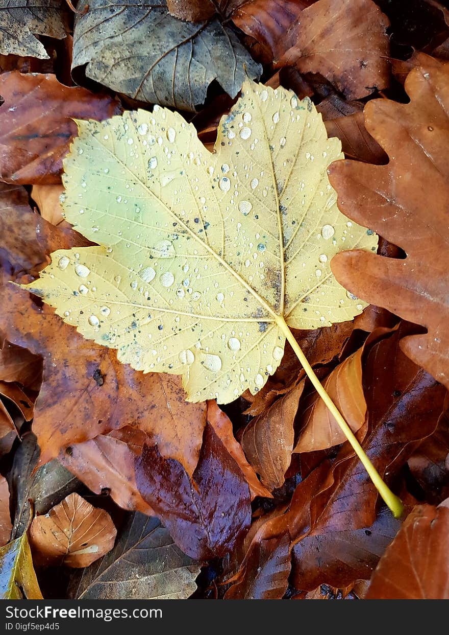 Colored leaves on the ground covered with dew, close up. Colored leaves on the ground covered with dew, close up