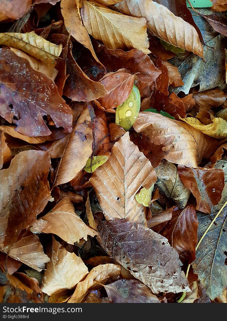 Colored leaves on the ground covered with dew, close up. Colored leaves on the ground covered with dew, close up