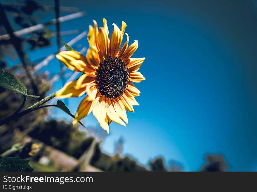 Tilt Shift Photography of Sunflower