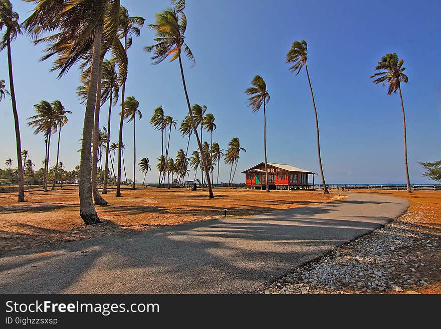 Clouds, Coconut, Coconut, Trees,