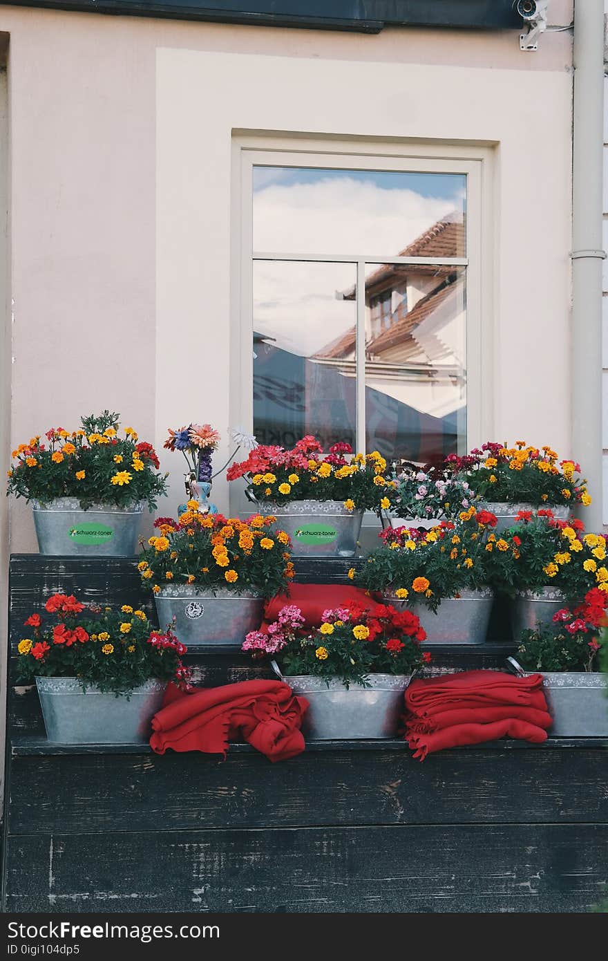 Daylight, Flora, Flowers