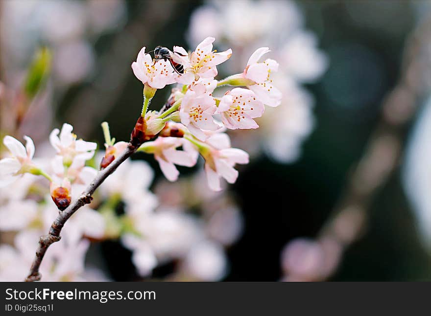 Selective Focus Photography of White Cherry Blossoms