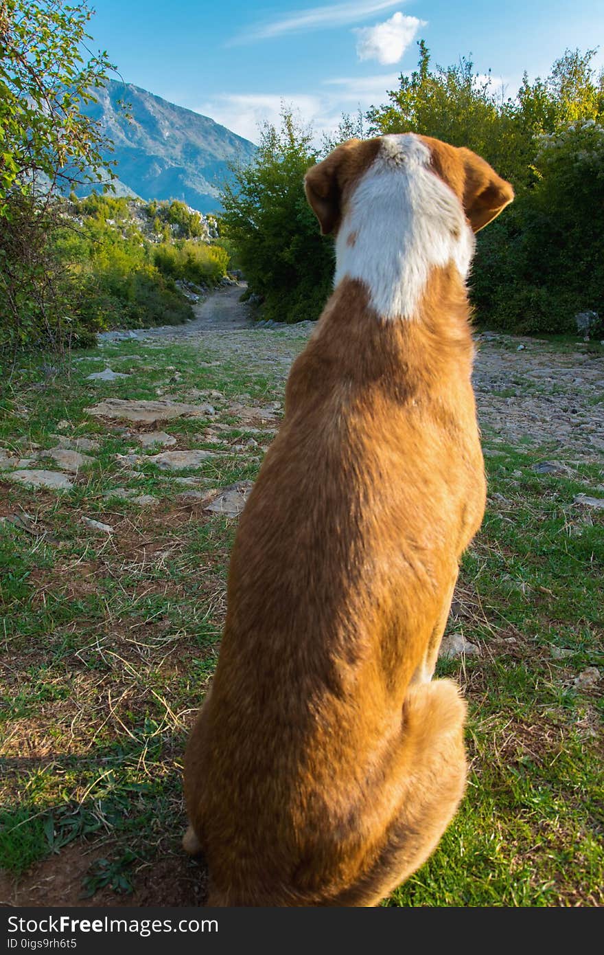 Dog waiting on the road. Concepts - frienship, waiting, loyalty, abbandoned