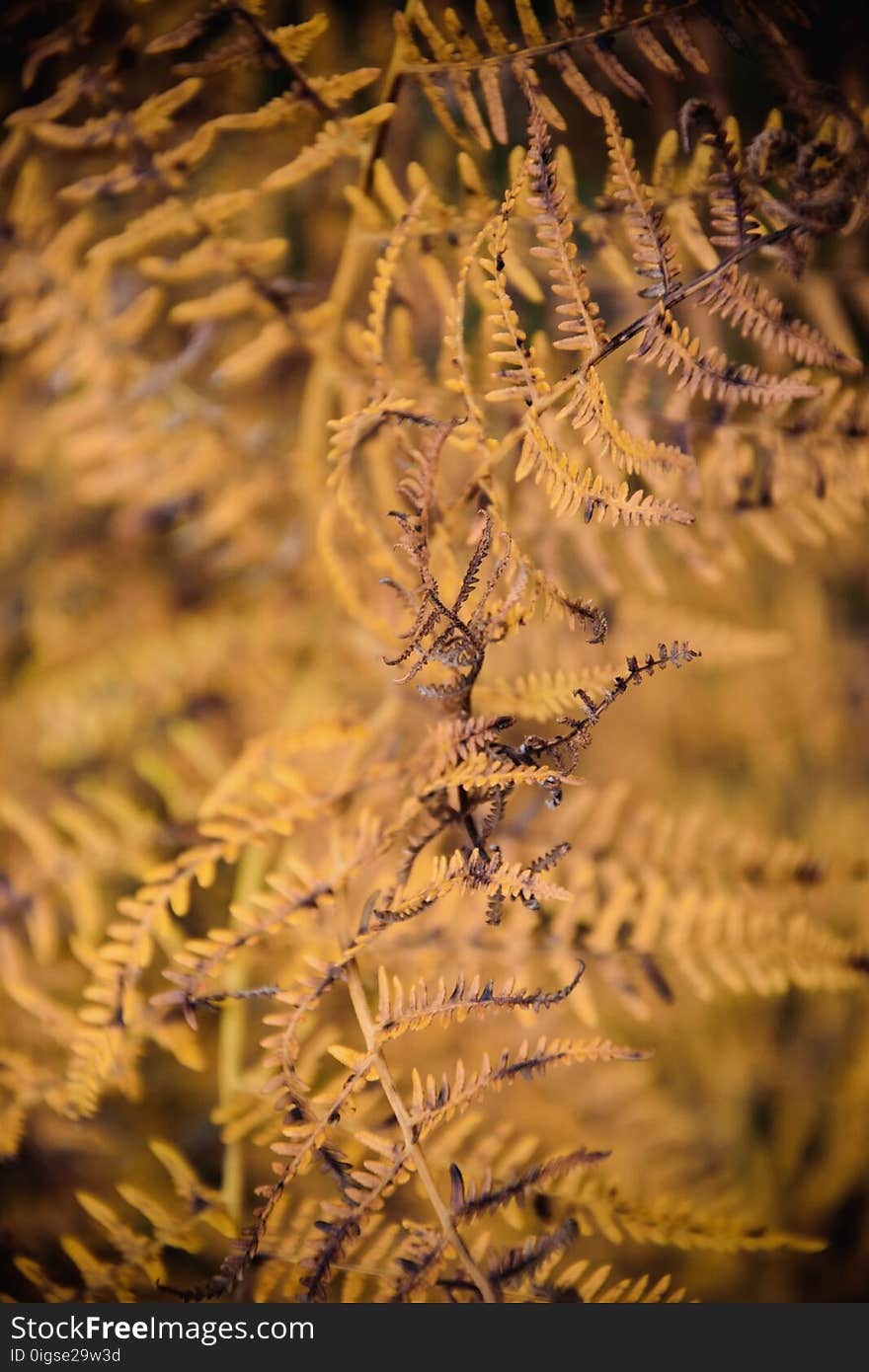 Nature background of autumn colorful fern. Nature background of autumn colorful fern