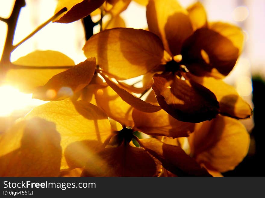 Photography of Petal Flower