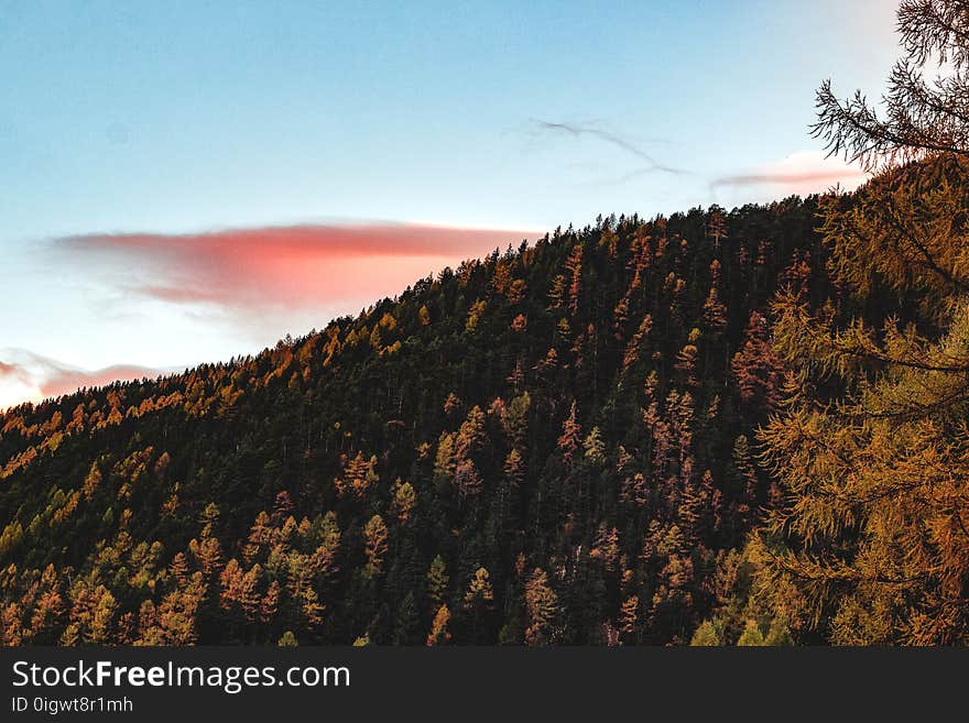 Aerial View of Forest during Sunset