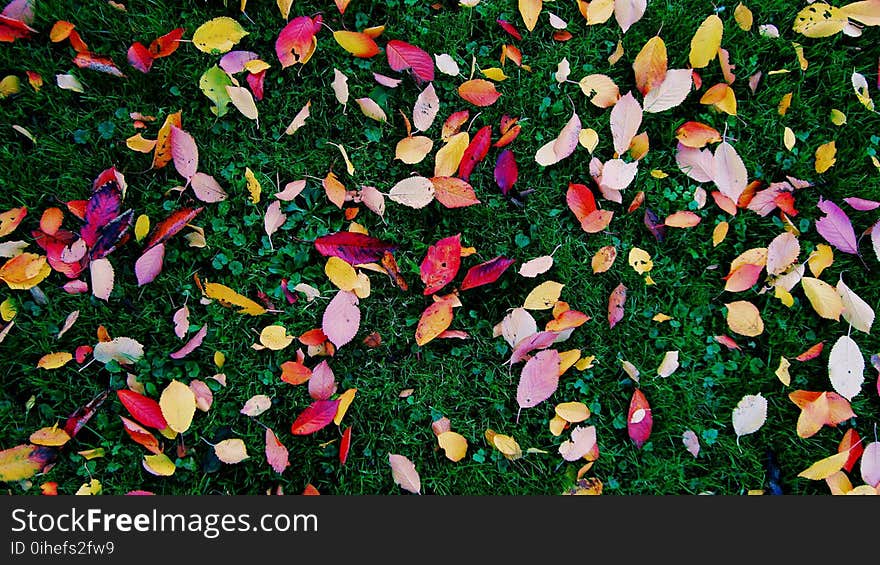 Fall Foliage