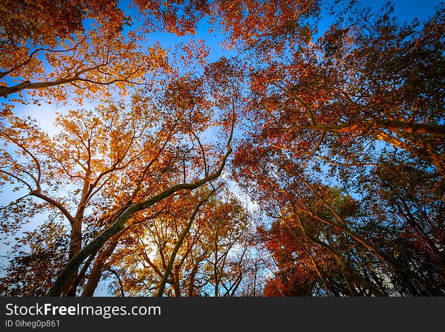 Worms Eye-view of Trees Under the Blue Sky