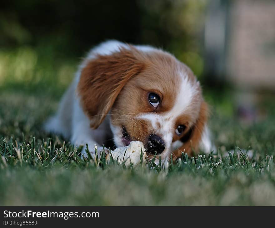 Cute Dog Laying on the Bed