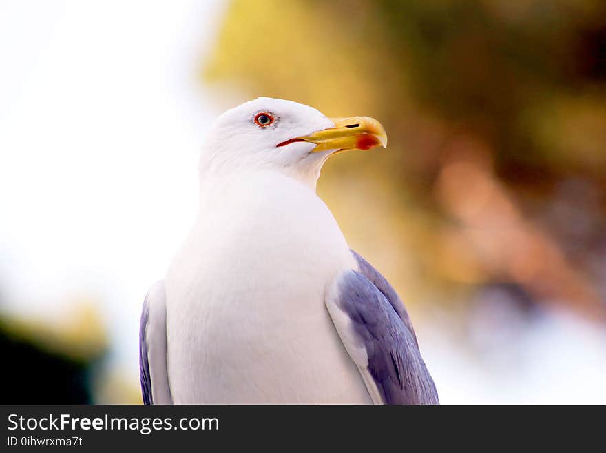 Micro Photography of White and Grey Bird