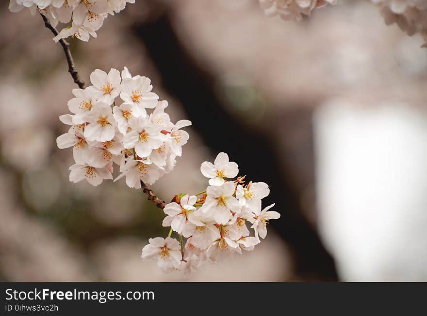 White Cherry Blossom