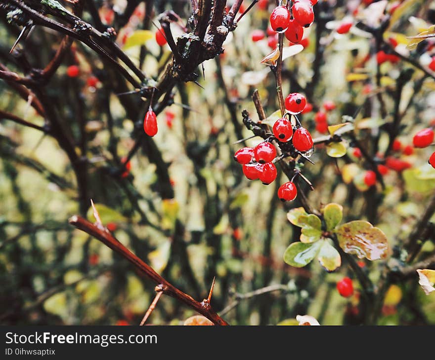 Close-up Photo of Red Berries